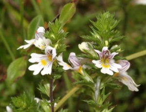 Go Freediving herbs to help equalisation eyebright herb