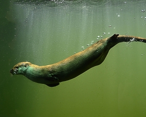 otter diving in furry wetsuit