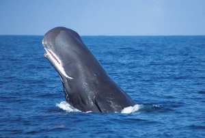 Sri Lanka Sperm Whale on freediving holiday