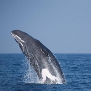 Sri Lanka whale breaching on freediving holiday