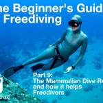 Beginners guide to freediving The Mammilian Dive Reflex and how it helps Freedivers