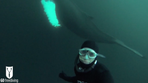 David Mellor selfie with humpback whales