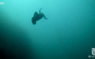 BBC Britain's Secret Seas, the power of the East, Emma Farrell freediving and descending down a line in the Farne Islands