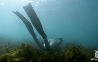 BBC Britain's Secret Seas, the power of the East, Emma Farrell freediving over kelp in the Farne Islands 2