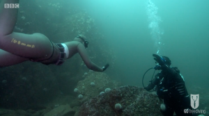 BBC Britain's Secret Seas, the power of the East, Emma Farrell freediving with Paul Rose on Scuba in the Farne Islands 4