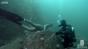 BBC Britain's Secret Seas, the power of the East, Emma Farrell freediving with Paul Rose on Scuba in the Farne Islands 5