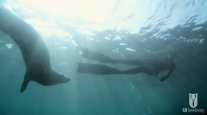 BBC Britain's Secret Seas, the power of the East, Emma Farrell freediving with seals in the Farne Islands 1