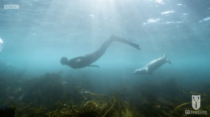 BBC Britain's Secret Seas, the power of the East, Emma Farrell freediving with seals in the Farne Islands 4