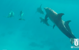 Freediving holiday in the red sea with dolphins