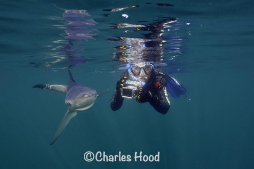Go Freediving Holidays and Trips - diver and shark credit Charles Hood.jpg