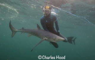 Go Freediving Holidays and Trips - shark and diver photo credit Charles Hood