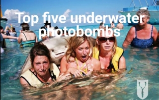 Go Freediving - top five underwater photobombs - featured image