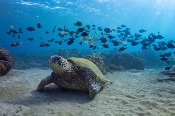 Go freediving - freediving and photography - lance sagar Turtle and Band of Fish