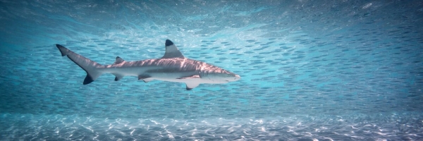 Go freediving - freediving and photography - shark