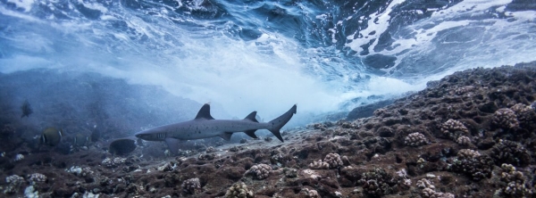 Go freediving - freediving and photography - shark2