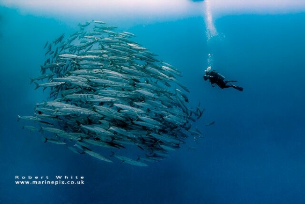 freediving and underwater photography - rob white fish