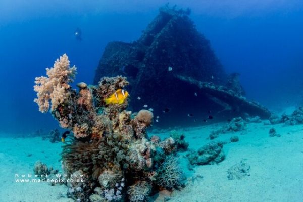 freediving and underwater photography - rob white fishandships