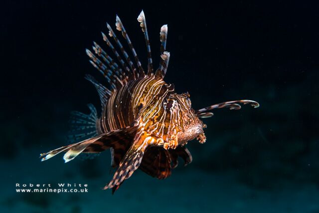 -freediving and underwater photography - rob white lionfish