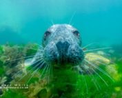 freediving and underwater photography - rob white seal