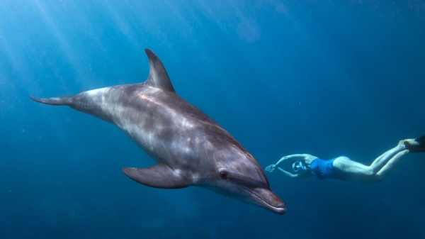 go freediving - freediving and photography - lance sagar - Two Dolphins