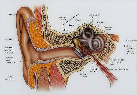 Frenzel Ear Equalization Training Tool Practing Ear Pressure Balance Diving  Freediving Spearfishing Underwater Apnea – HYDRONE DIVING