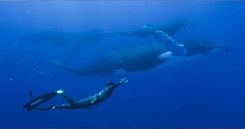 go freediving - plastic pollution and freediving in yeovil talk - diver and whale