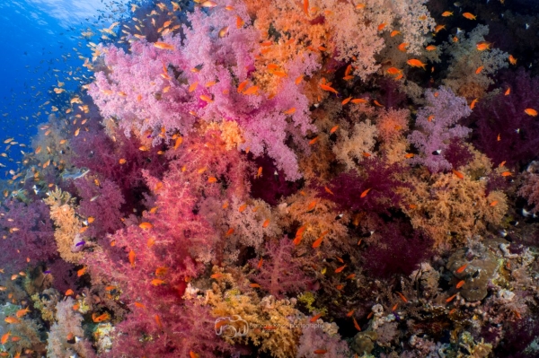 freediving photography - go freediving - roberto de silva coral1