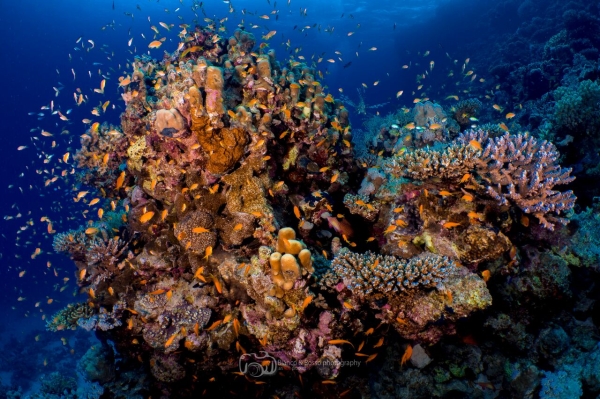 freediving photography - go freediving - roberto de silva coral2