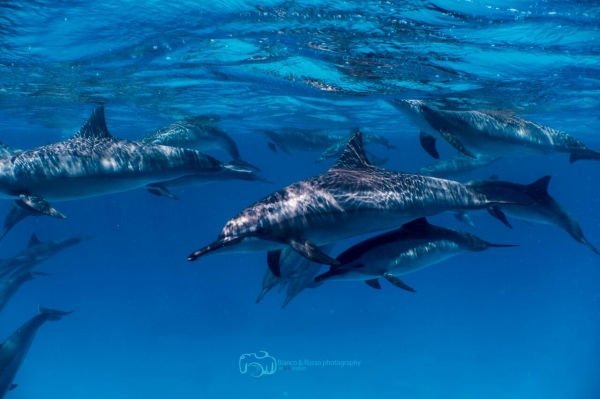 freediving photography - go freediving - roberto de silva5