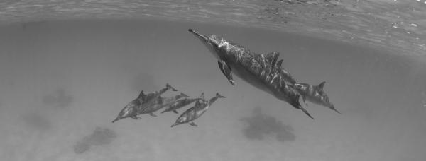 go freediving - underwater photographer danny spitz - dolphins2