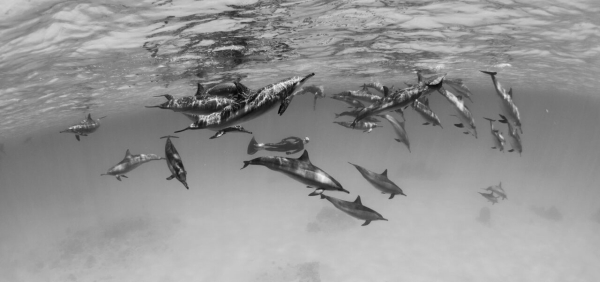 go freediving - underwater photographer danny spitz - dolphins3