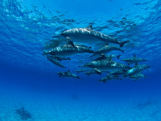 go freediving - underwater photographer danny spitz - dolphi5