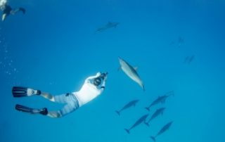 go freediving - underwater photographer danny spitz - dolphins5