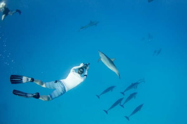 go freediving - underwater photographer danny spitz - dolphins5