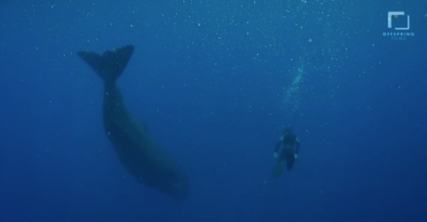 go freedving - freediving with sperm whales - patrick ayree 10