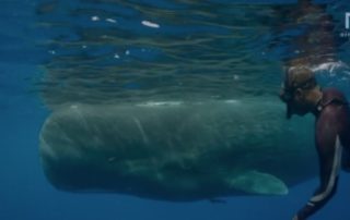 go freedving - freediving with sperm whales - patrick ayree 12