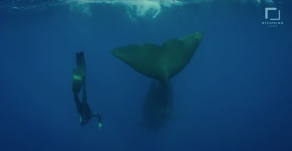 go freedving - freediving with sperm whales - patrick ayree 13