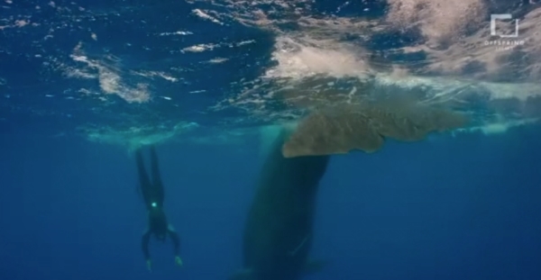 go freedving - freediving with sperm whales - patrick ayree 14