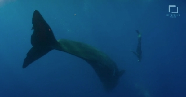 go freedving - freediving with sperm whales - patrick ayree 15