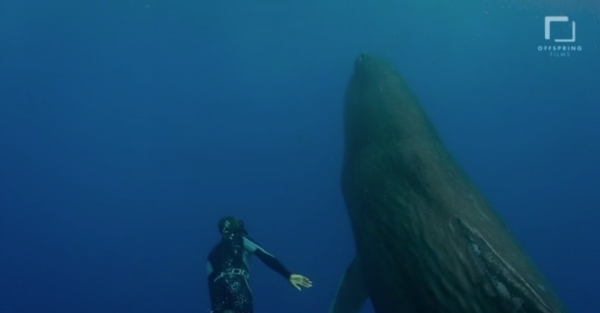 go freedving - freediving with sperm whales - patrick ayree 5