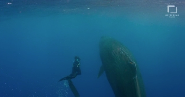 go freedving - freediving with sperm whales - patrick ayree 6