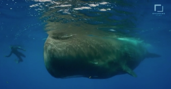 go freedving - freediving with sperm whales - patrick ayree 7