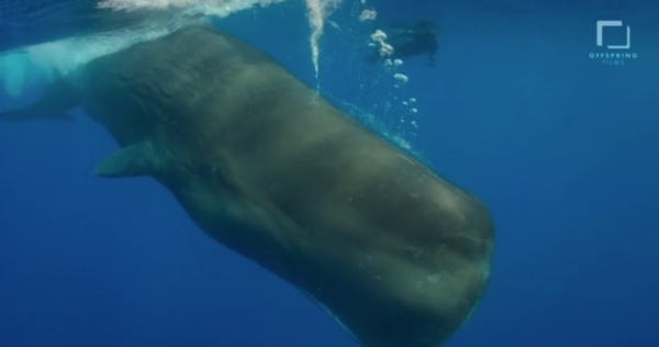 go freedving - freediving with sperm whales - patrick ayree 8