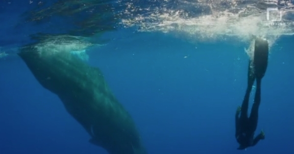 go freedving - freediving with sperm whales - patrick ayree 9