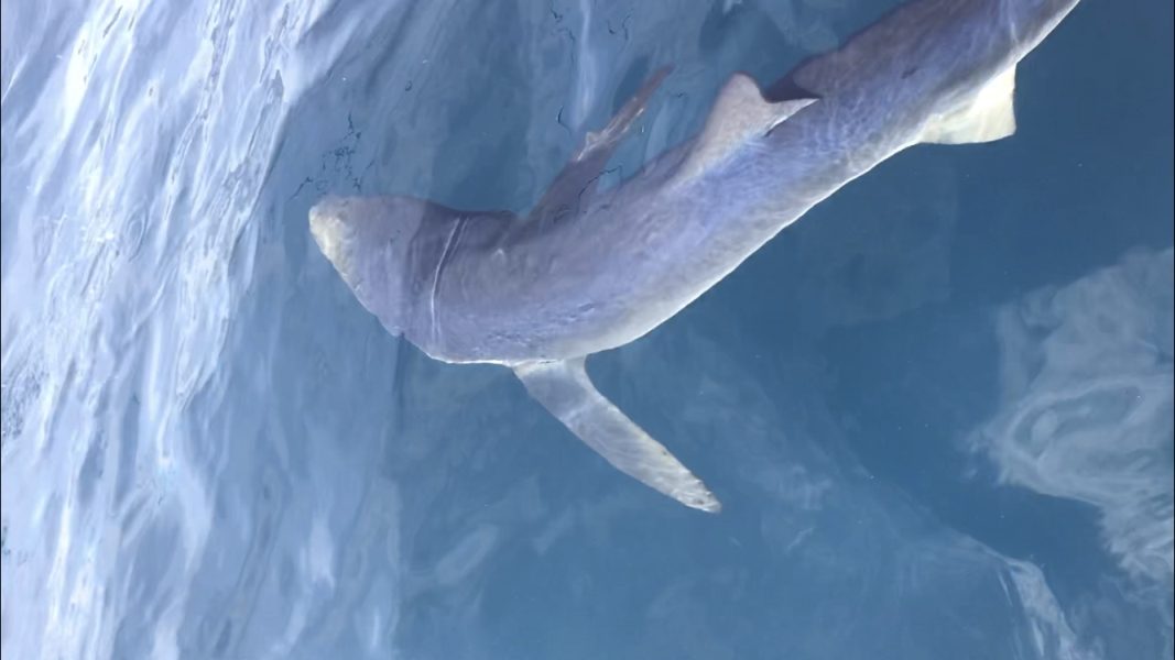 freediving with sharks - sharks