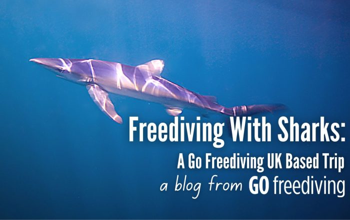 blue sharks Go Freediving