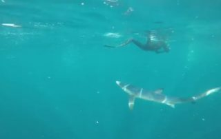 freediving with Sharks - sharks4