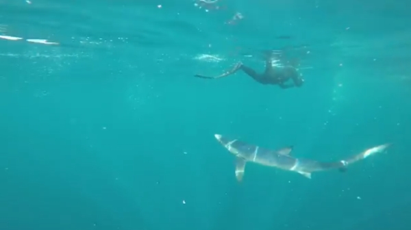 freediving with Sharks - sharks4