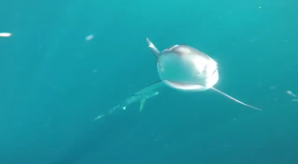 freediving with Sharks - sharks5