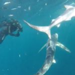 freediving with sharks - sharks6